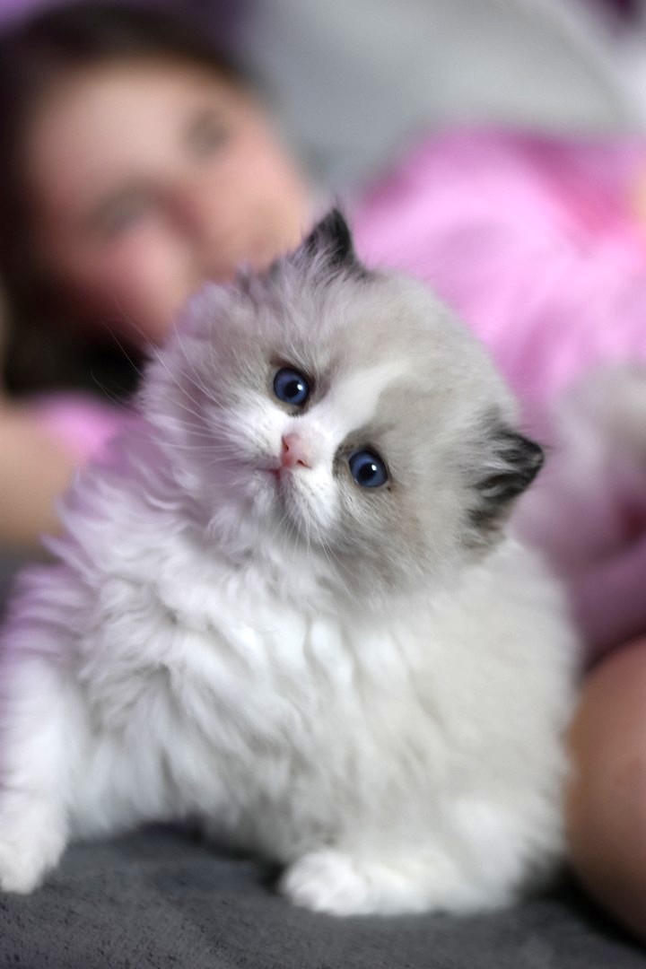 /images/Galeria/Cicák-gyerekek (Cats&Chirldren)/_DSC5843.JPG